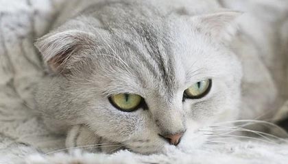 开云体育_ 不同文化背景下的体育活动差异，开放式体育活动