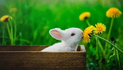 开云体育_ 《QQ飞车手游》亚洲杯创下最高观赛纪录，赛事火爆，2020qq飞车手游亚洲杯正赛