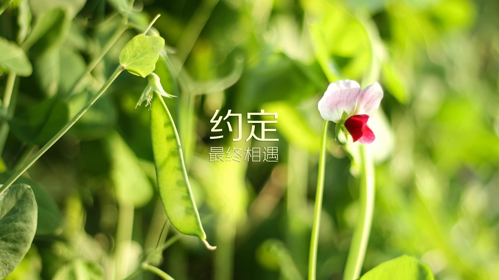 中国篮球职业联赛赛事安全管理体系建设，篮球联赛竞赛规程