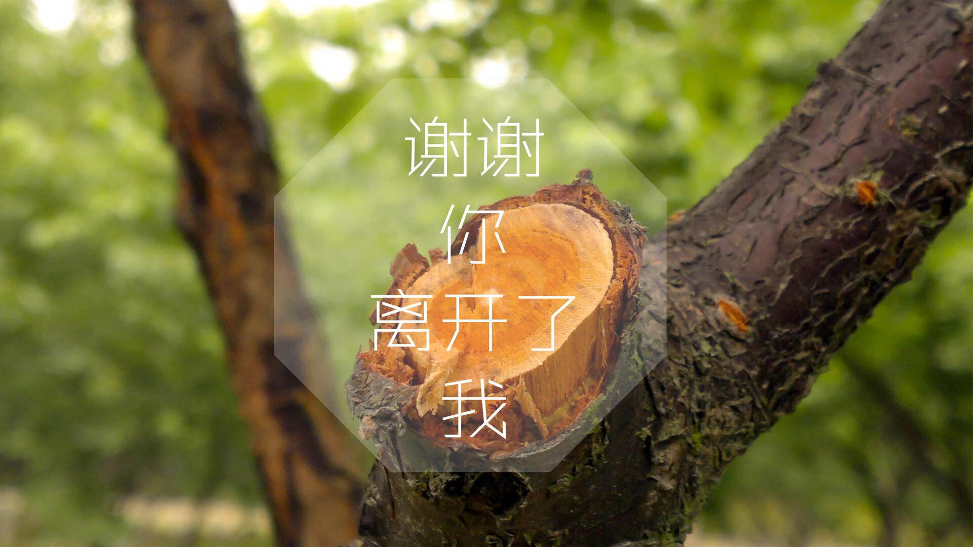 浙江雄狮持续优化轮换保持阵容活力，杭州雄狮运输有限公司