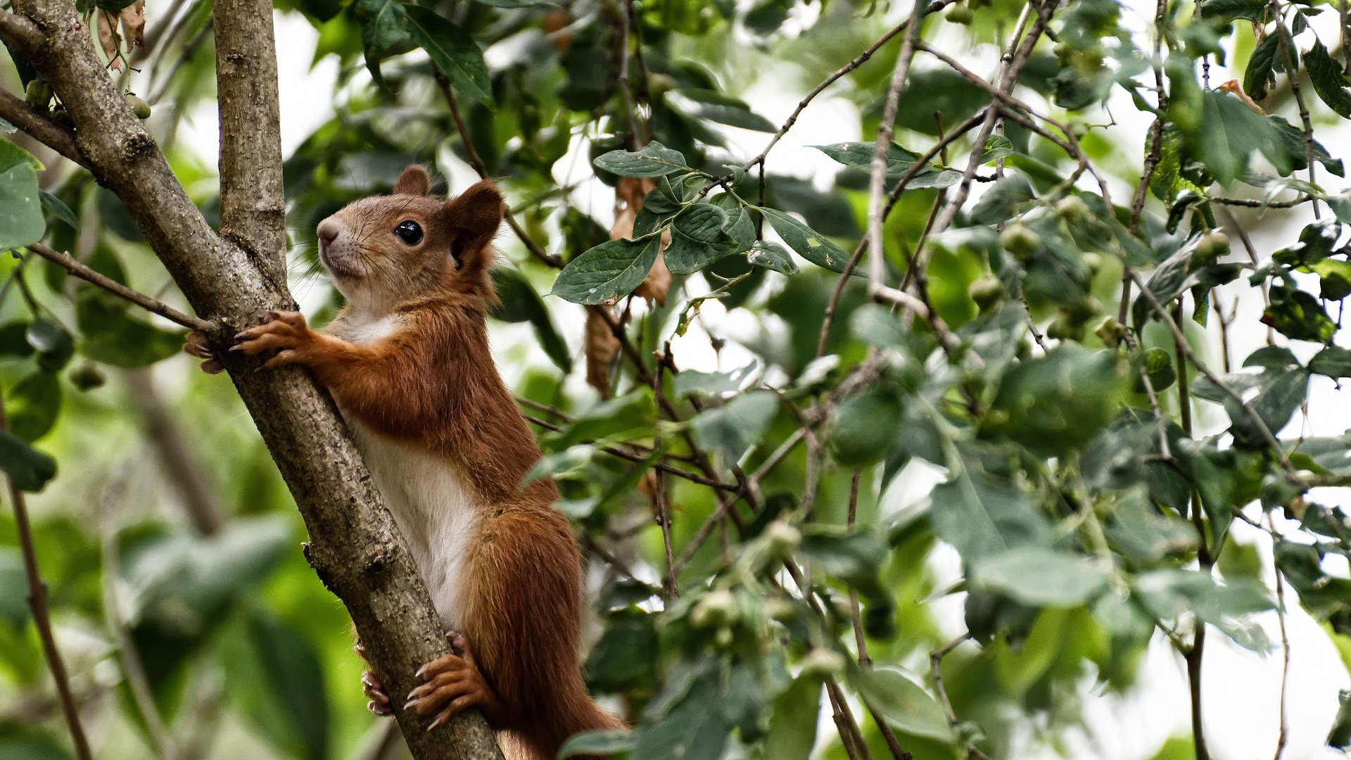 特斯·冯·迪克：以犀利的突破和快速反应，为南非队赢得关键进攻机会